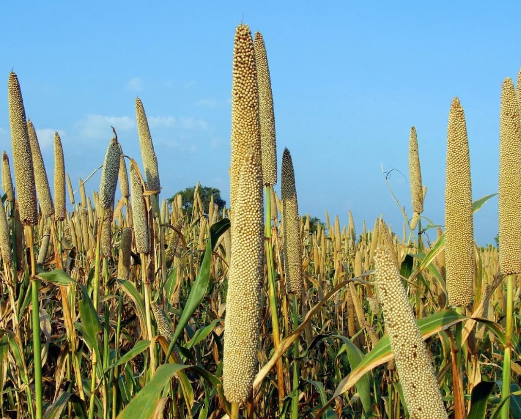 Bajra, or pearl millet, growing beneath a blue sky