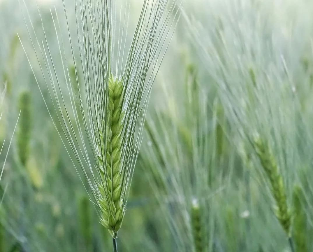 A close view of barley growing in a field