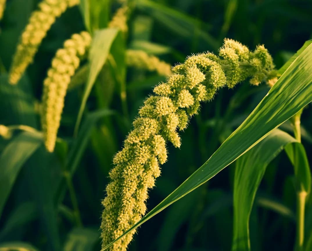 Foxtail millet seed heads in a field