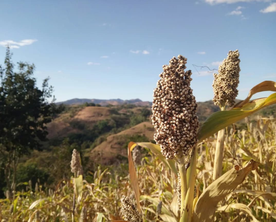 Jowar, or sorghum, growing in a field