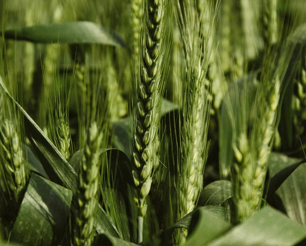 Green heads of Khapli wheat growing in a field