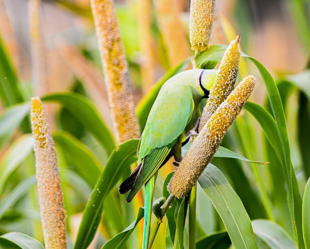 Ragi, or finger millet, growing in a field