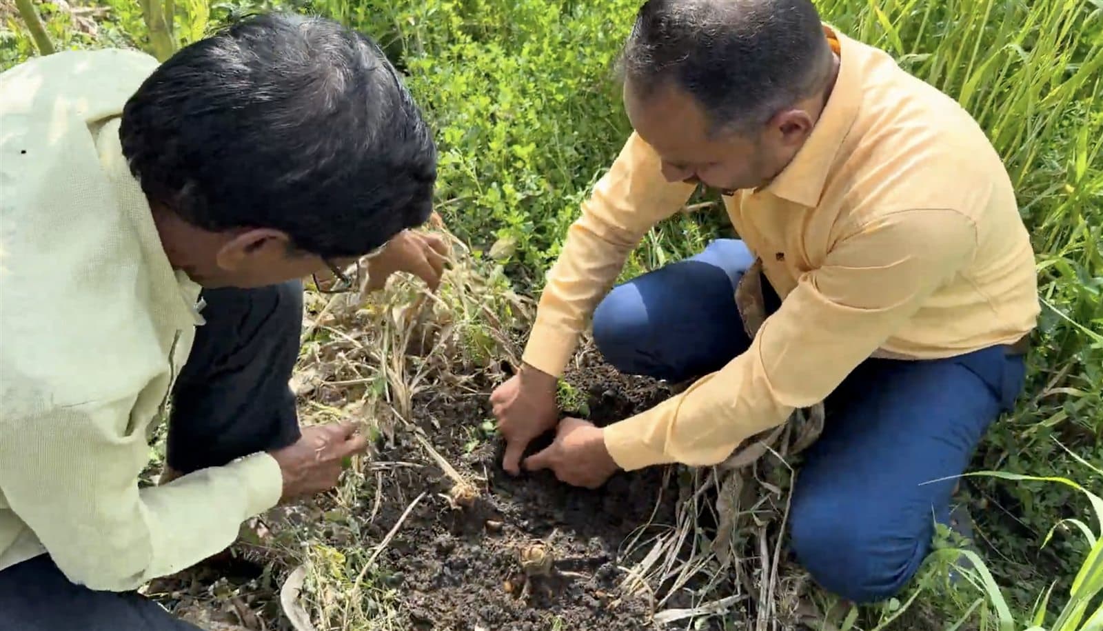 A visit to a grain-growing field