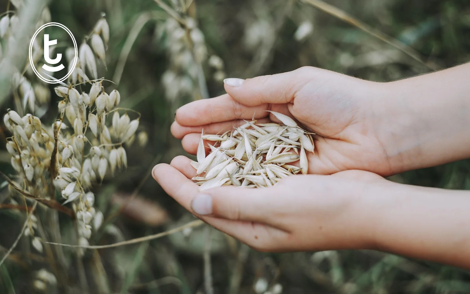 Hands holding oat grains beside a field